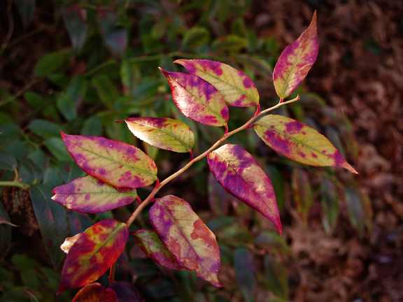 Brooklyn Botanic Garden 2