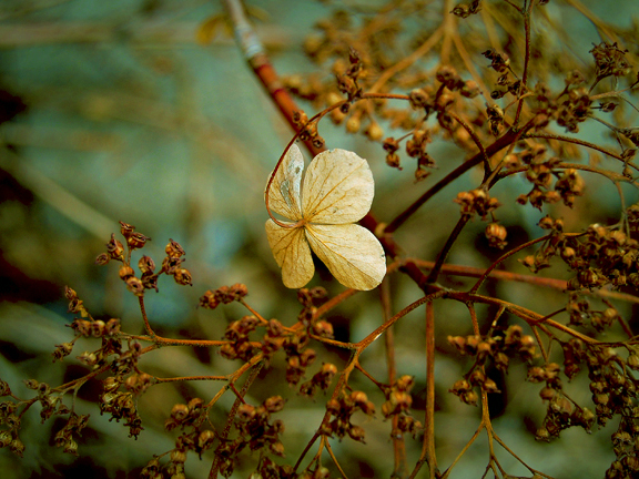 Brooklyn Botanic Garden 1