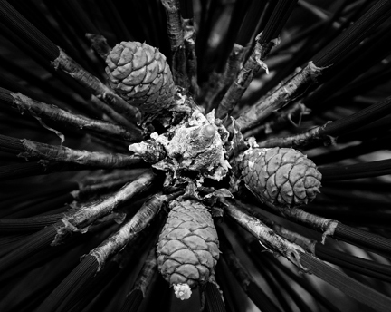 Pinecones