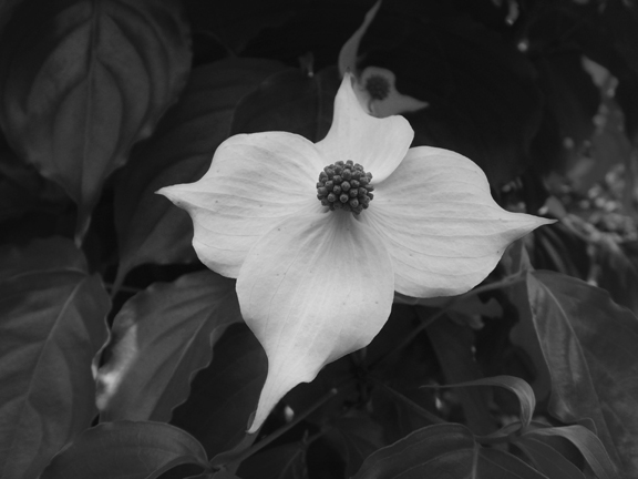 White Flower