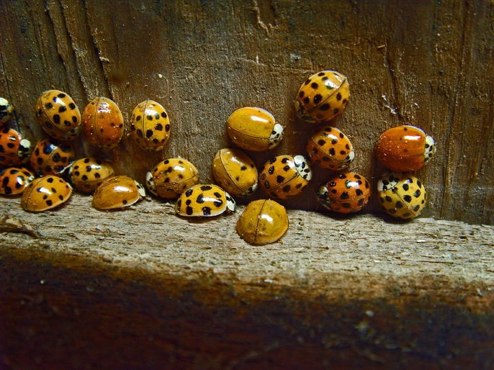 My Fair Ladybugs