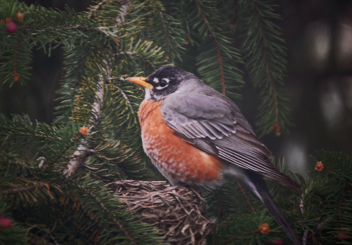 My New Neighbor The Robin