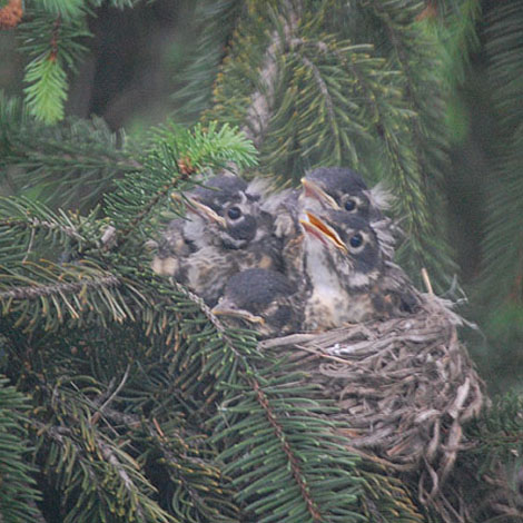 Baby Robins