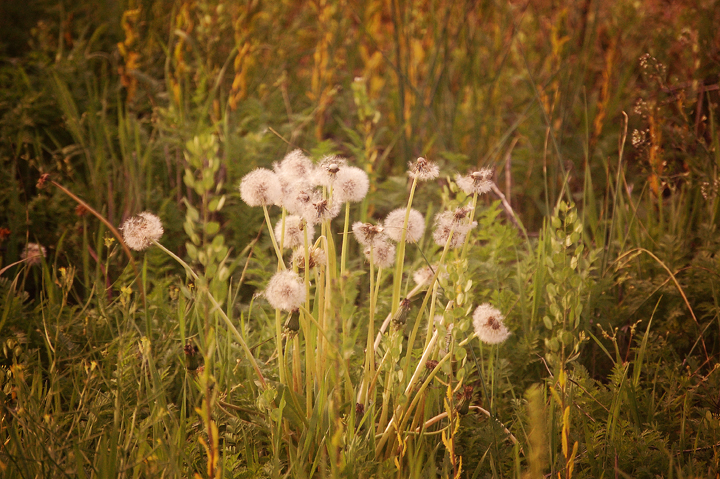 Rural Kansas Dandelion Country