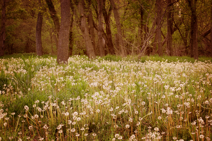 Rural Kansas Dandelion Country