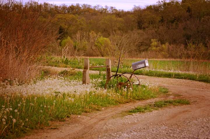 Rural Kansas Dandelion Country