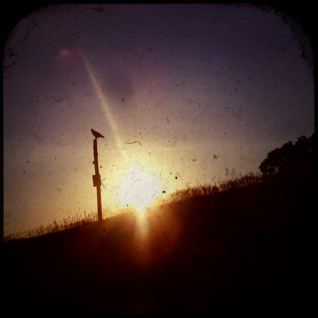 Red Tailed Hawk at Sunset