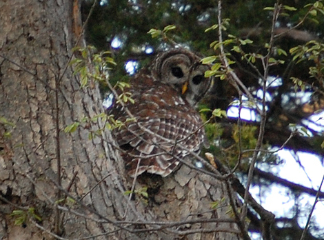 Barred Owl