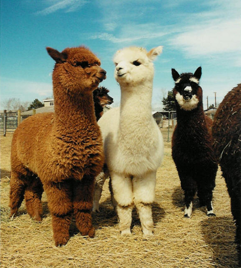 alpacas