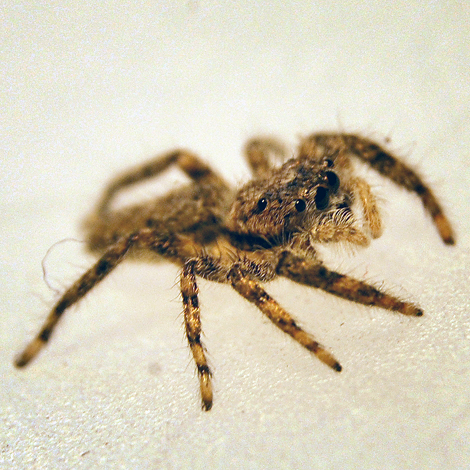 Studio Visitor