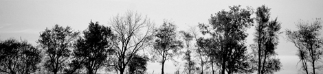 trees