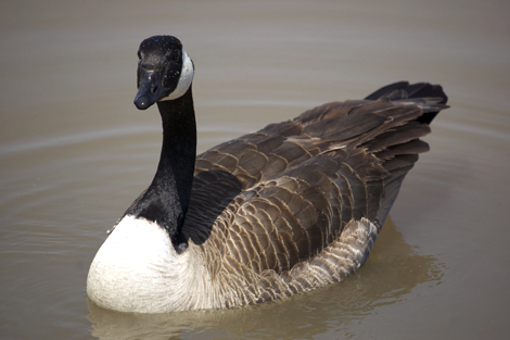 goose