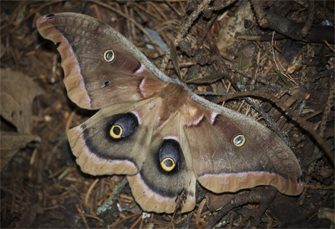 Polyphemus moth