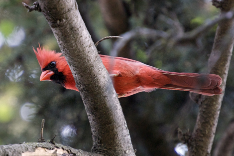 redbird