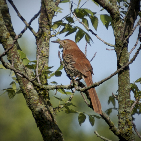 brownthrasher