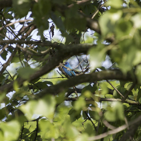 indigo_bunting_may31