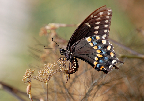 Black Swallowtail