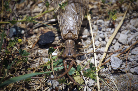 dobsonflyrp