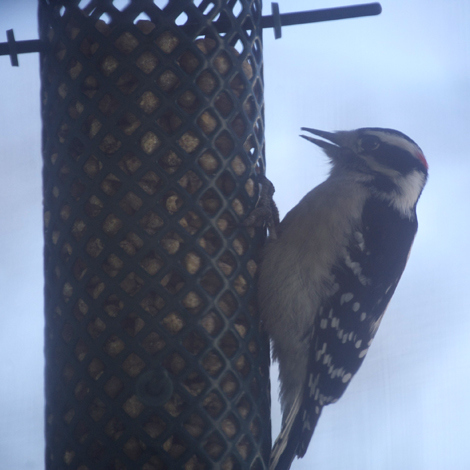 woodpecker