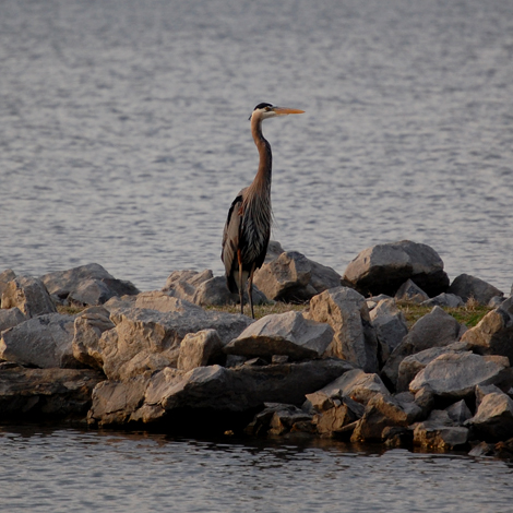 heron1