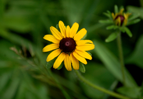 south dakota flower