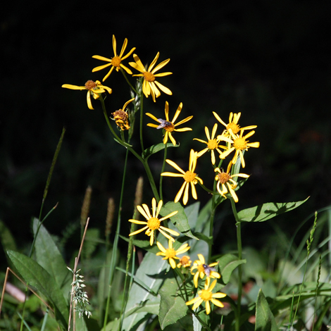 trailflower