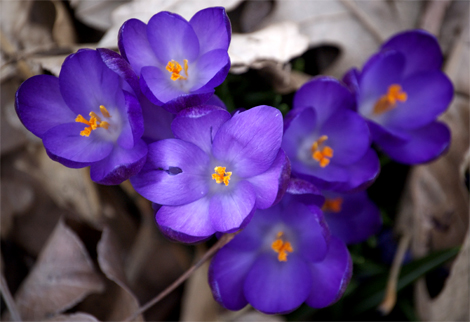 crocuses