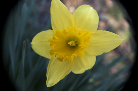 daffodil