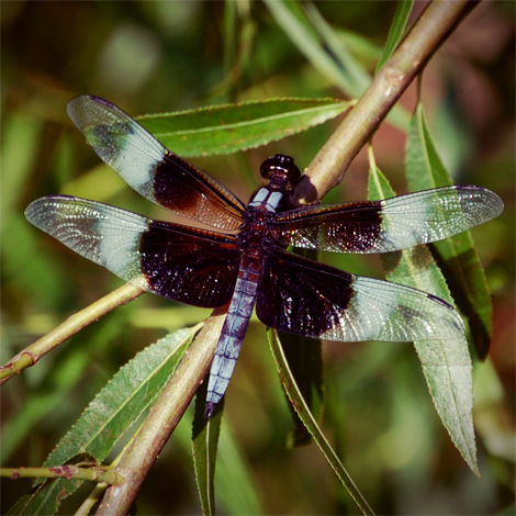 dragonfly