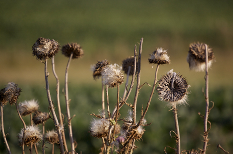 thistles