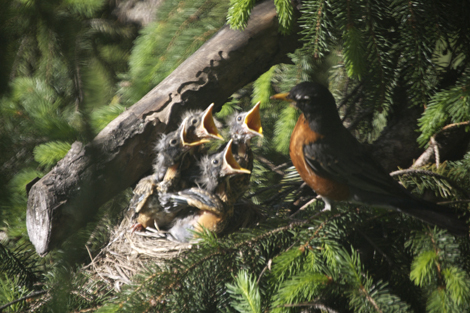 babyrobins