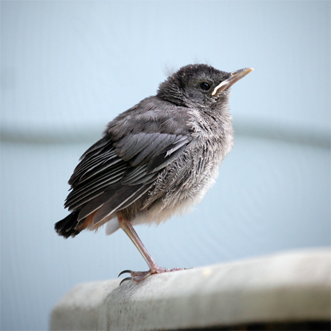 babystarling