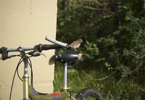 birdonbike