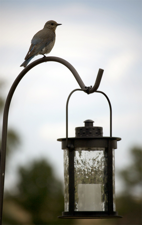 birdlantern