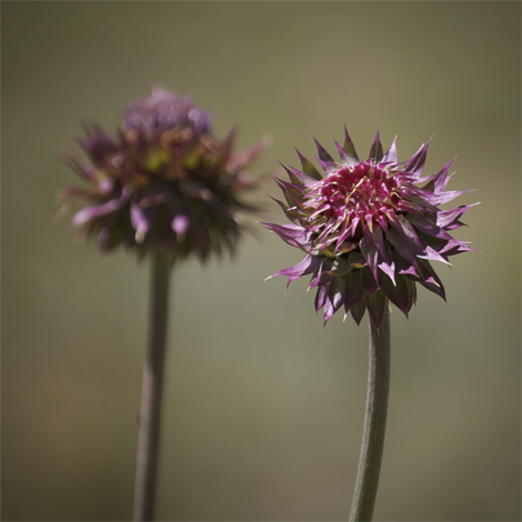 twothistles