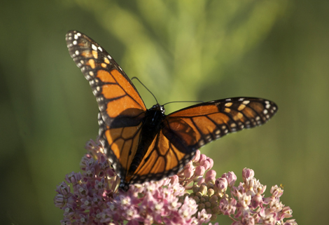 butterflyopen