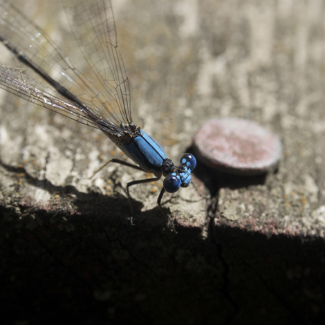 dragonfly