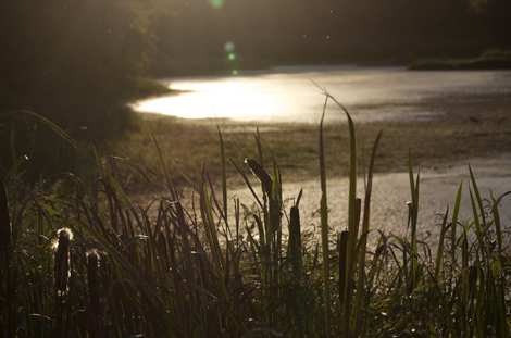 cattails