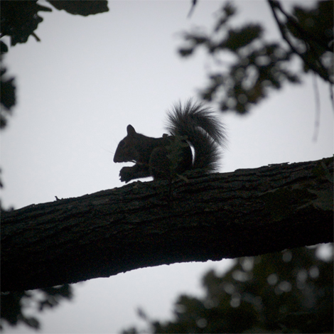 squirrelsilhouette