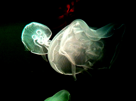 jellyfish