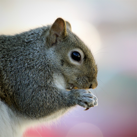 squirrel121112