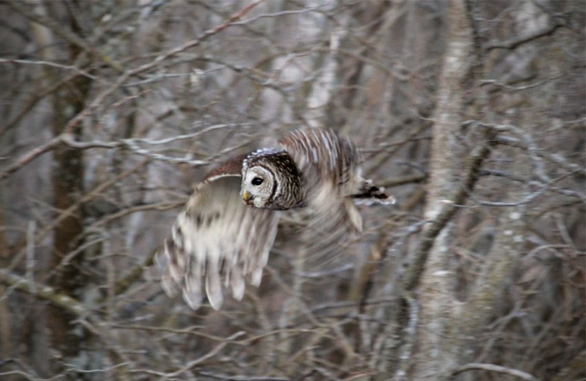 barredowl2_122912