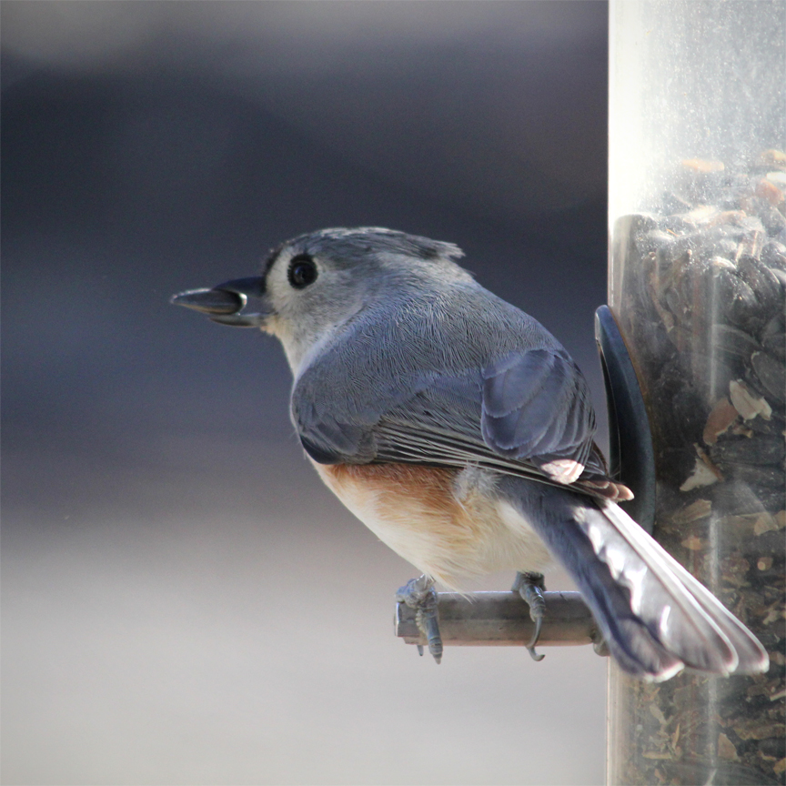 birdseed