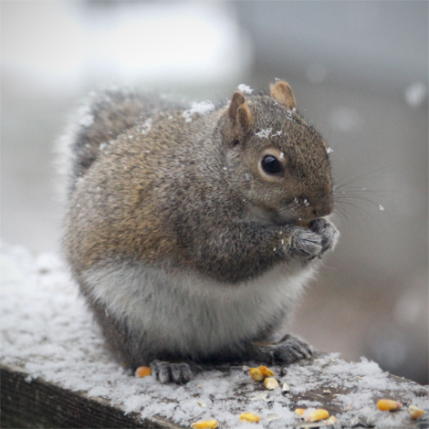 moresnowsquirrel