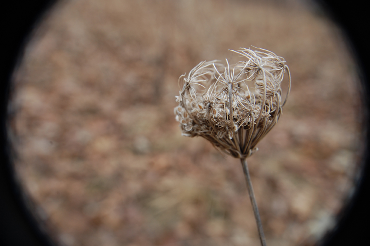 seedcircle