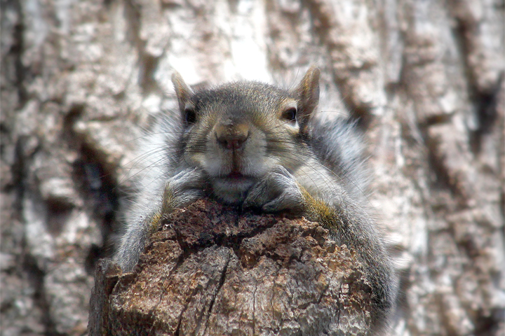 chillsquirrel