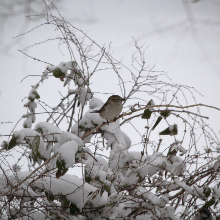 snowbird