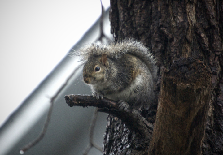 squirrelrain