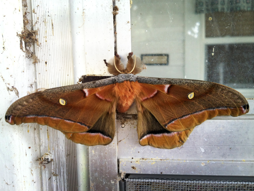 moth072813sm