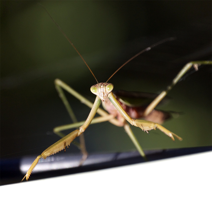 praymantis091013